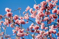 Fragrance oil -  cherry blossom