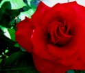 Soap fragrance oils