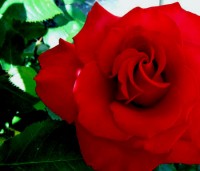 Fragrance oil -  rose